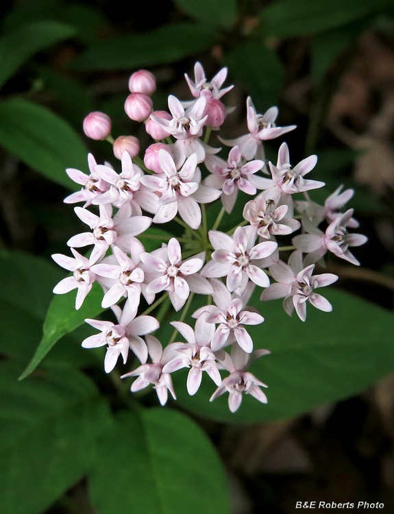 Four_leaf_Milkweed