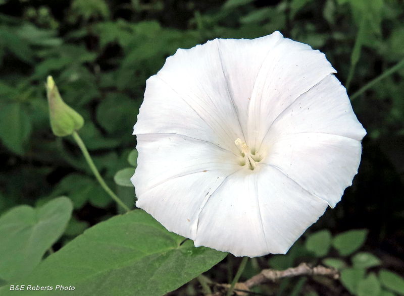 Hedge_Bindweed