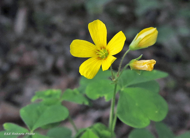 Yellow_Sorrel