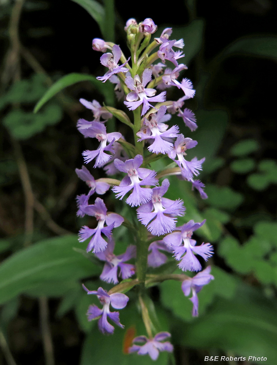 Platanthera