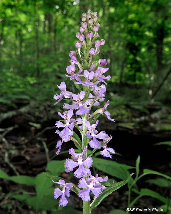 Platanthera