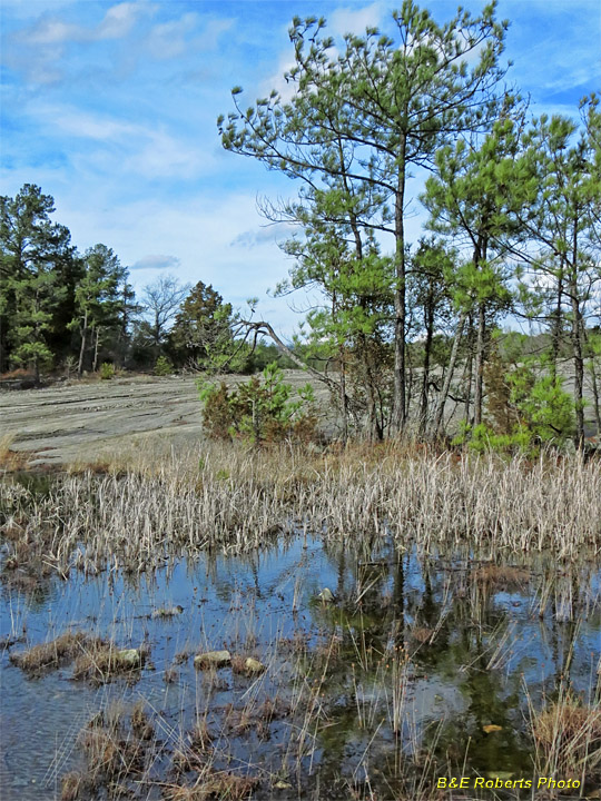 Pond