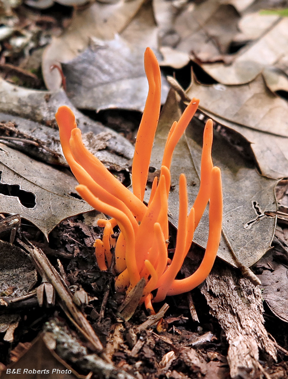 Orange_coral_fungi