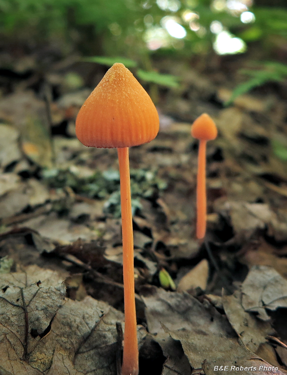 Entoloma_quadratum