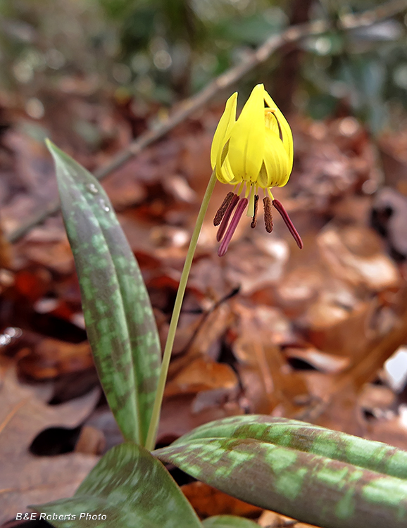 Trout_Lily