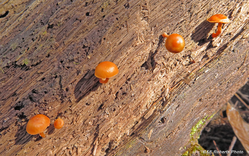Orange_fungi