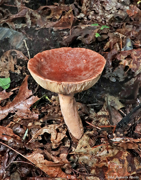 Cupped_Mushroom