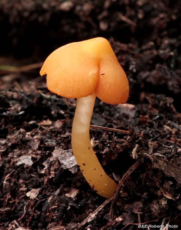 Orange_Mushrooms