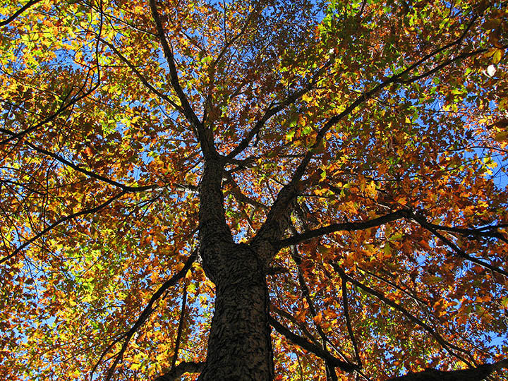 Looking_up_tree