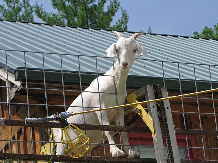 Goat_on_roof