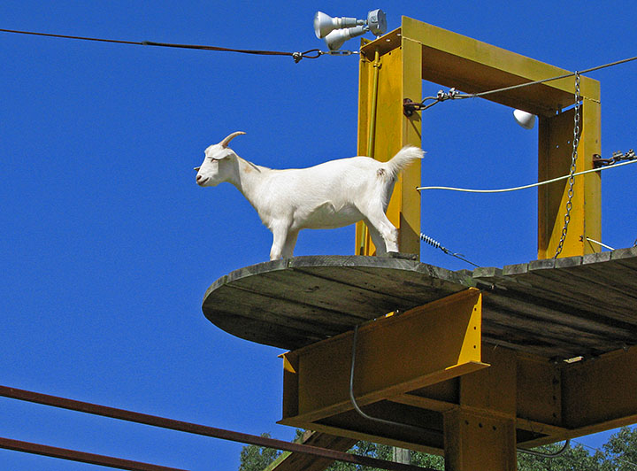 Goat_on_bridge