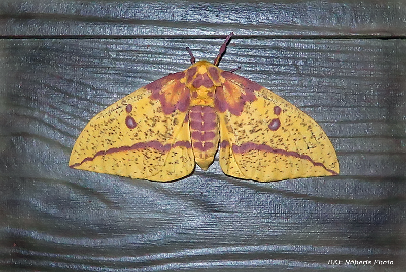 Imperial_Moth