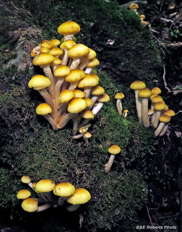 Armillaria_group