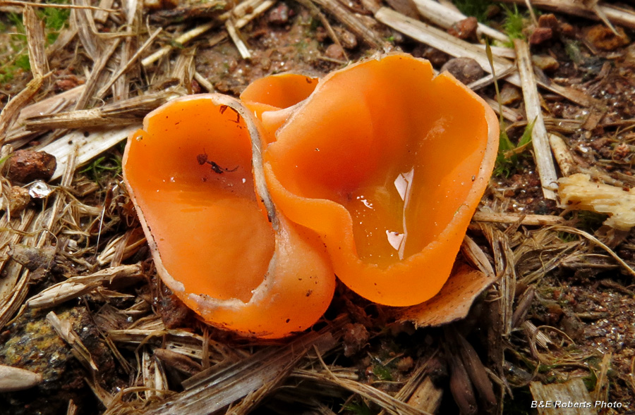 Orange_Peel_Cup_Fungi