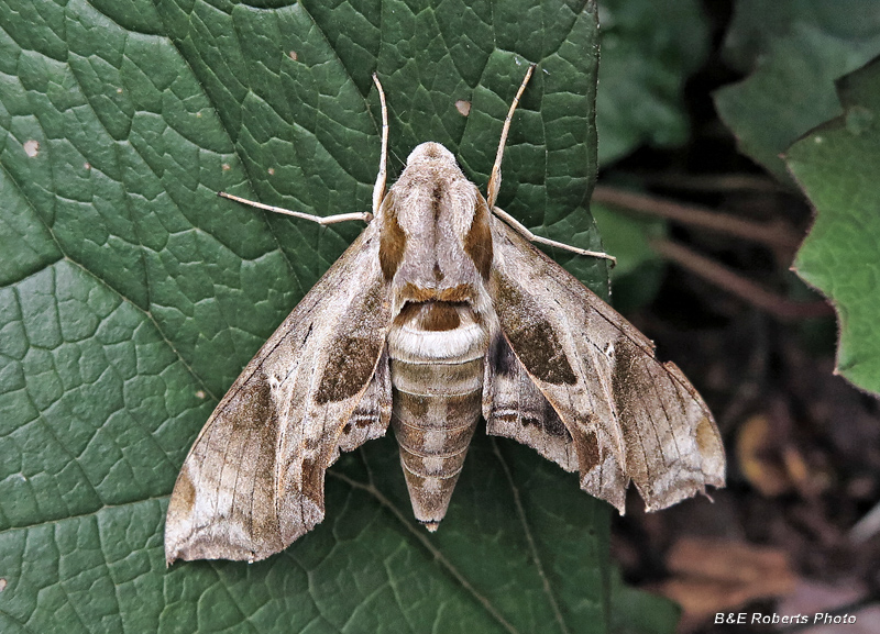 Sphinx_Moth