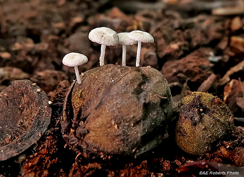 Hickorynut_Mushrooms
