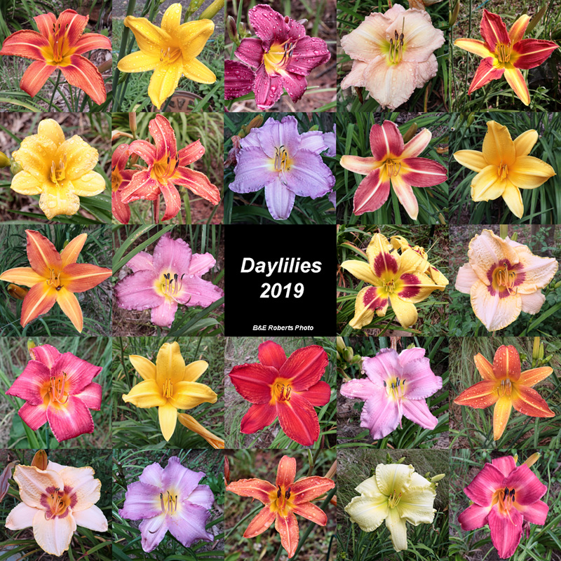 Daylily_Collage