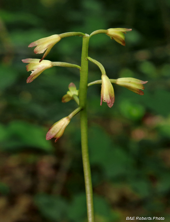 Puttyroot_Orchid