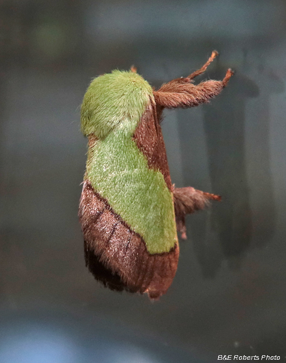 Smaller_Parasa_Moth