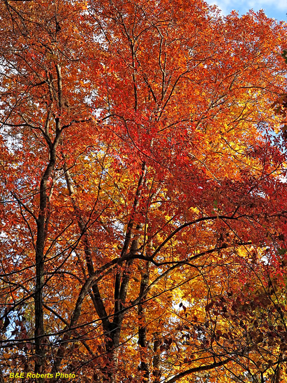 Hickory_Sourwood-foliage