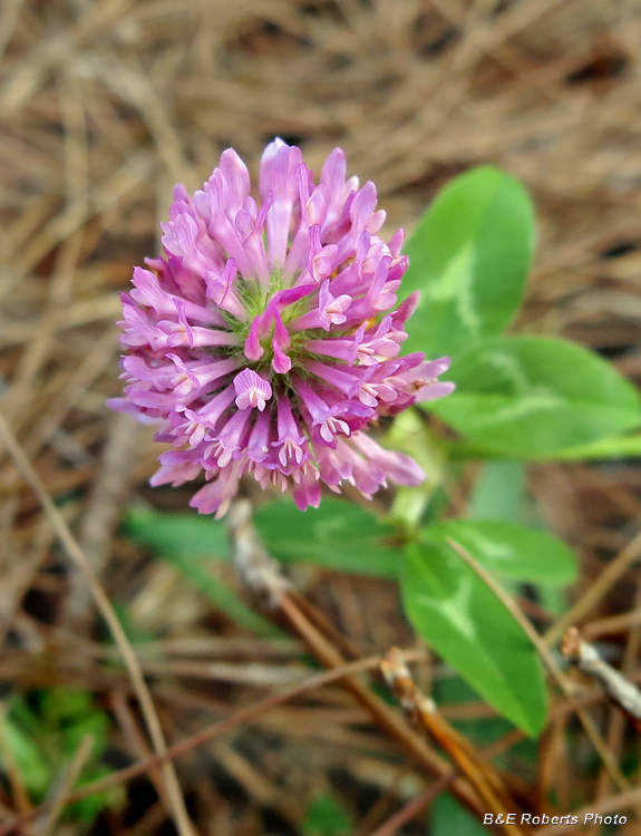 Red_Clover