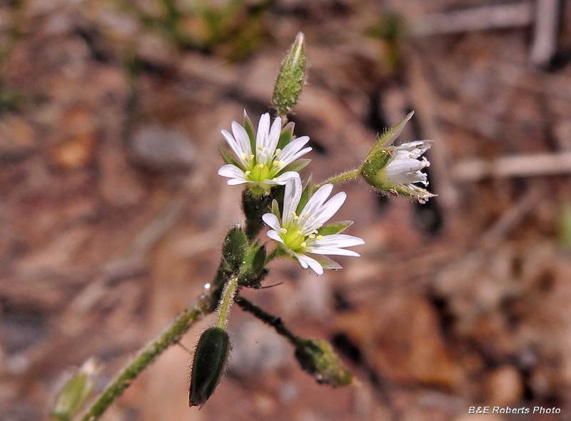 Common_Chickweed
