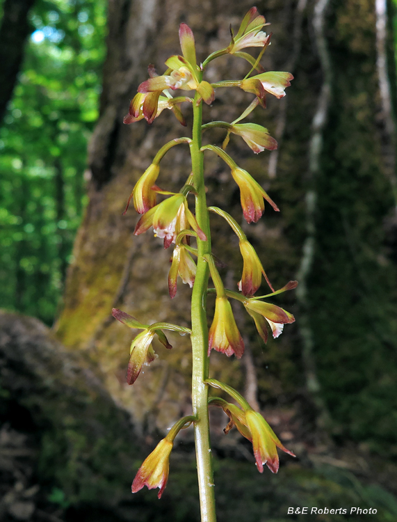 Puttyroot_Orchid