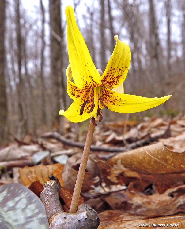 Trout_lily