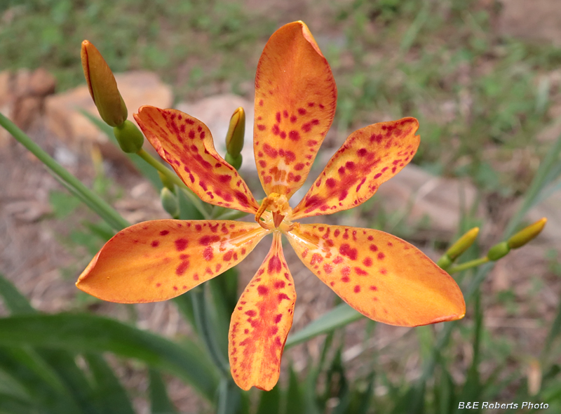 First_Blackberry_Lily