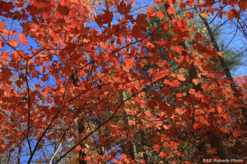 Maple_leaves