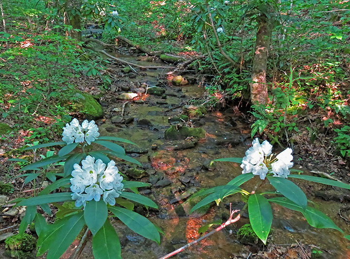 Creek_Rhododendrons
