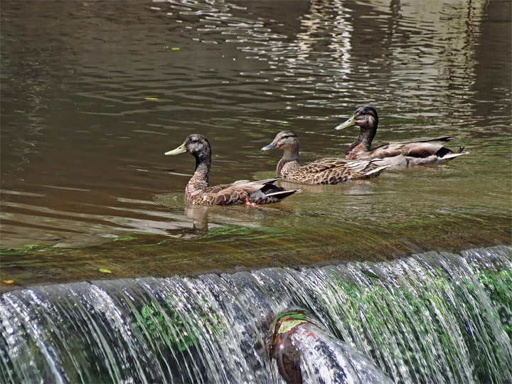Ducks-dam