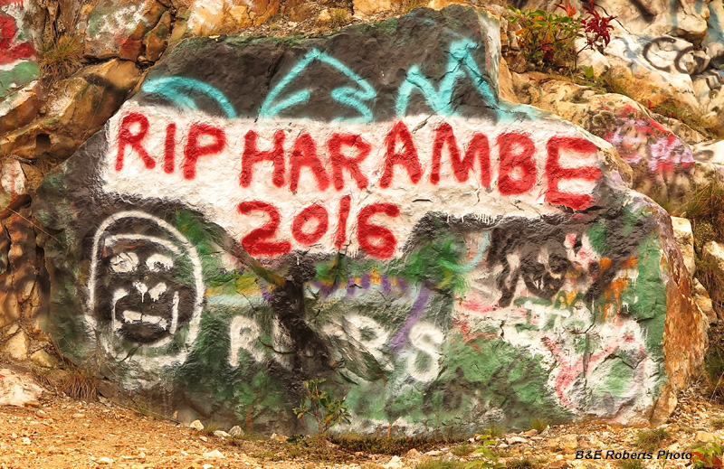 RIP-Harambe