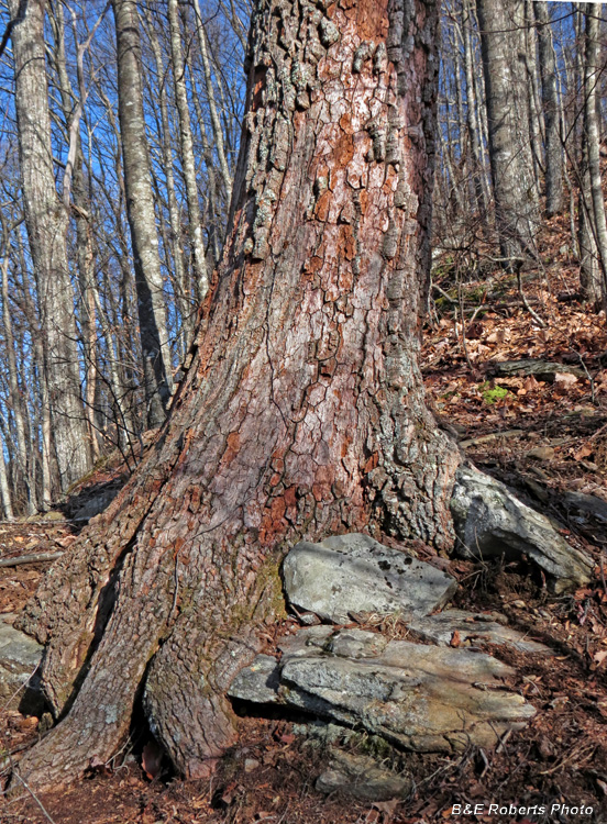 Tree_trunk