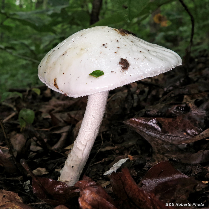 White_mushroom