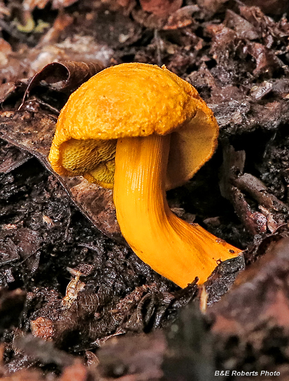 Orange_Bolete