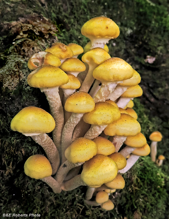 Armillaria