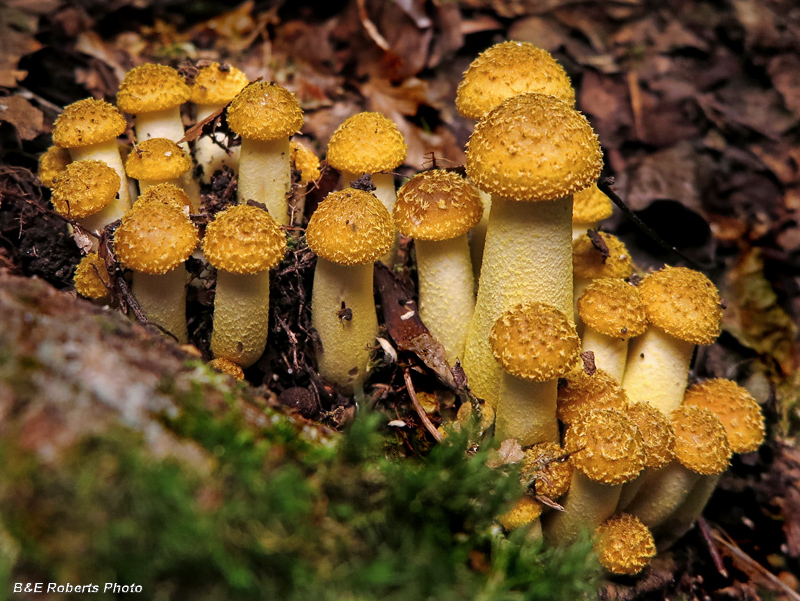 Armillaria