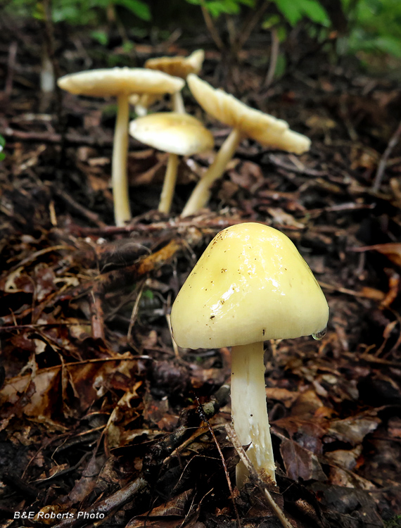 Yellow_mushrooms