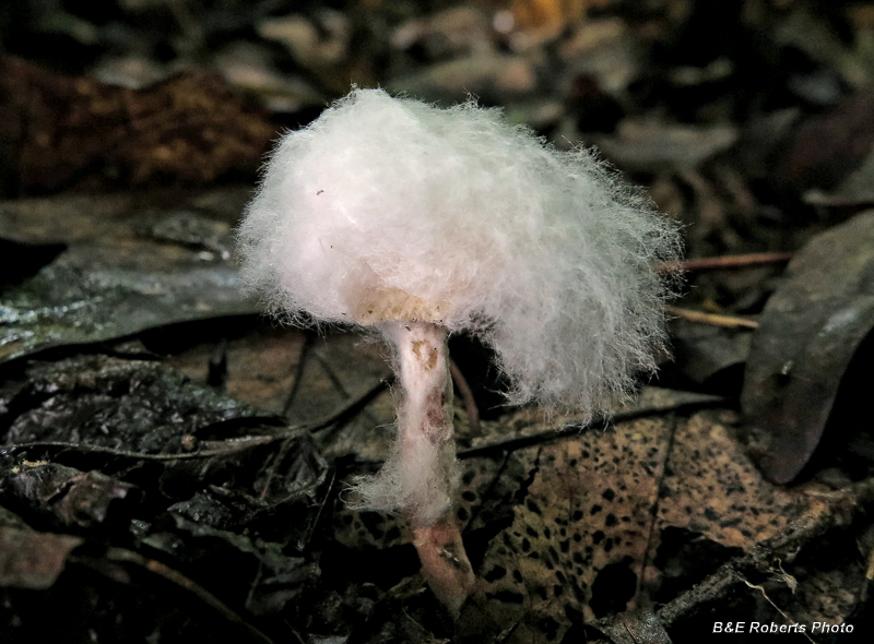 Cousin_Itt_mushroom