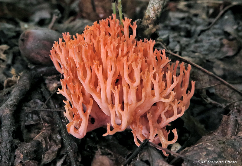 Coral_Fungi