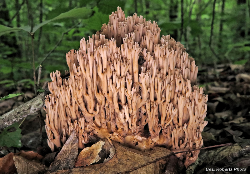 Coral_Fungi