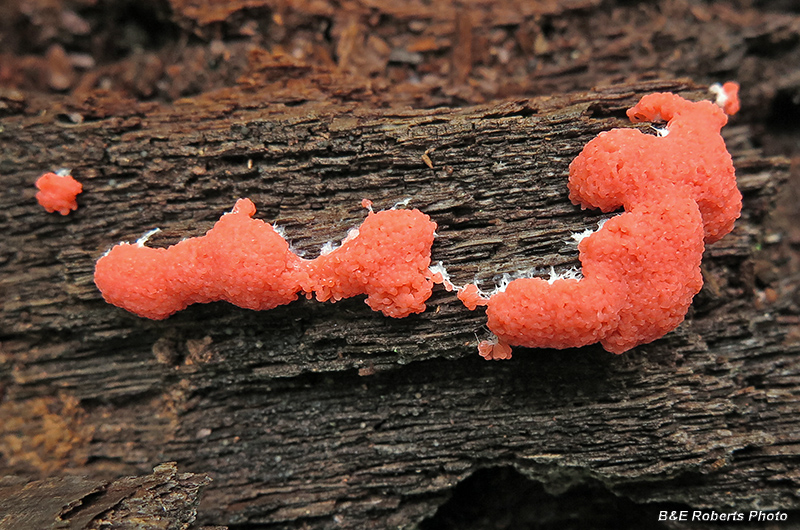 Red_Slime_Mold