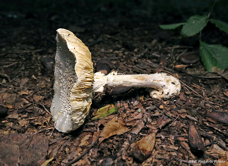 Fallen_mushroom