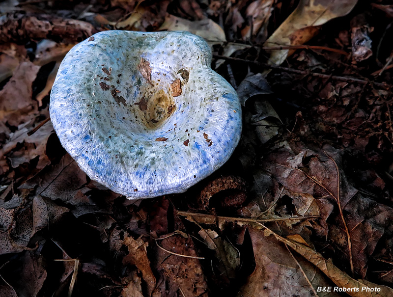 Blue_mushroom