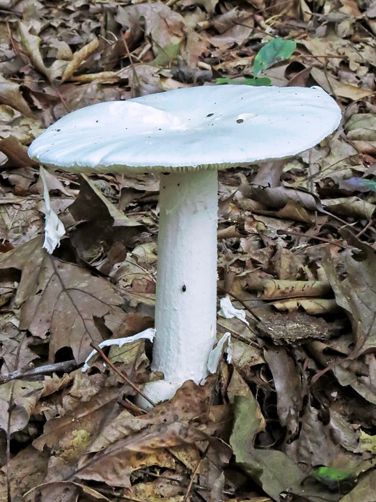 Large_white_mushroom