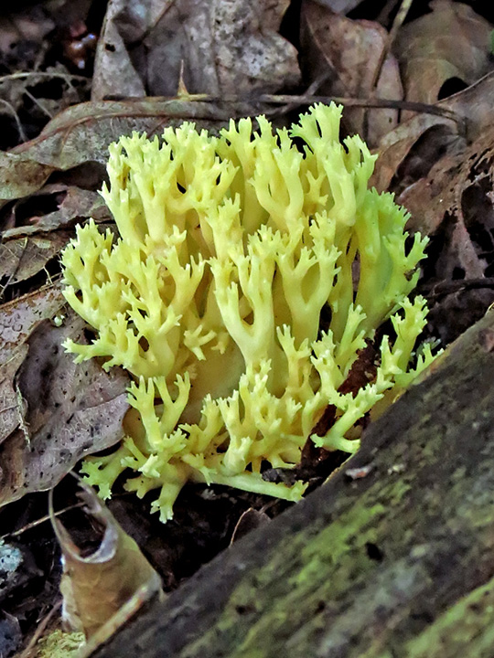 Golden_Coral_Fungus