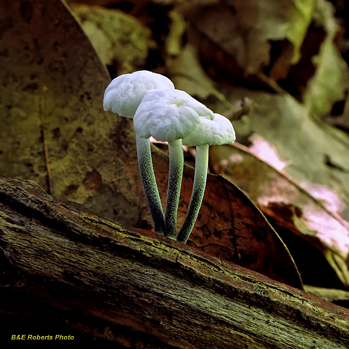 Mini-mushrooms