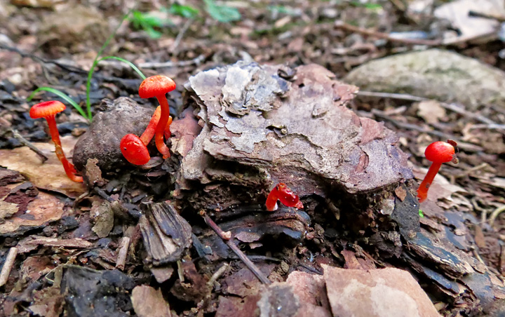 Lil_red_mushrooms