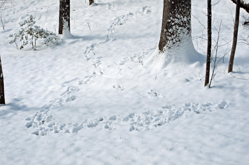 Critter_tracks